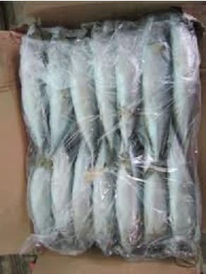 Frozen Pacific Mackerel fish For Sale_